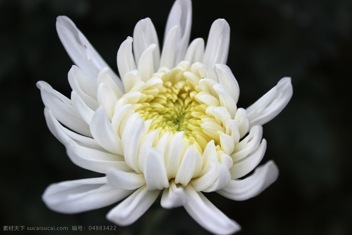 白菊花 花 菊花 花特写 黄菊花 自然景观 田园风光