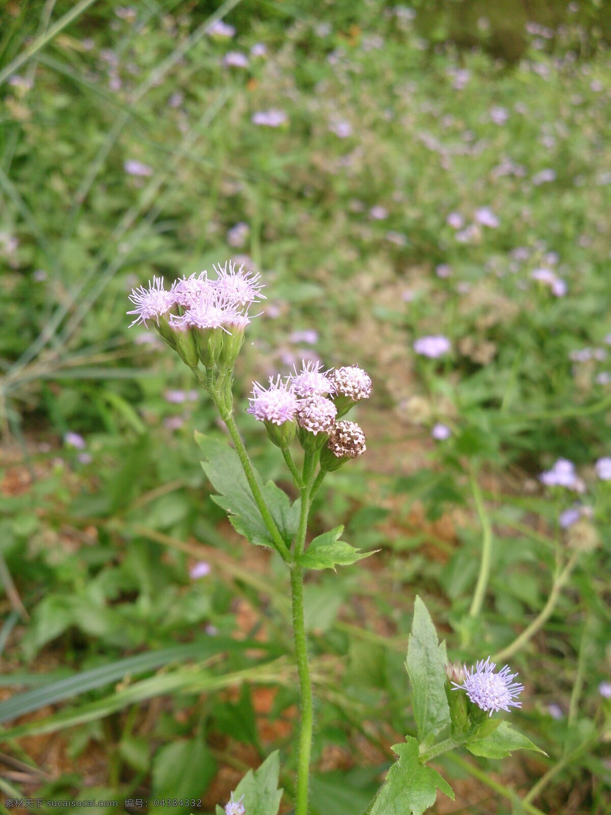 小蓟花 臭草花 紫色小花 花朵 花卉 自然 花草 树木 生物世界