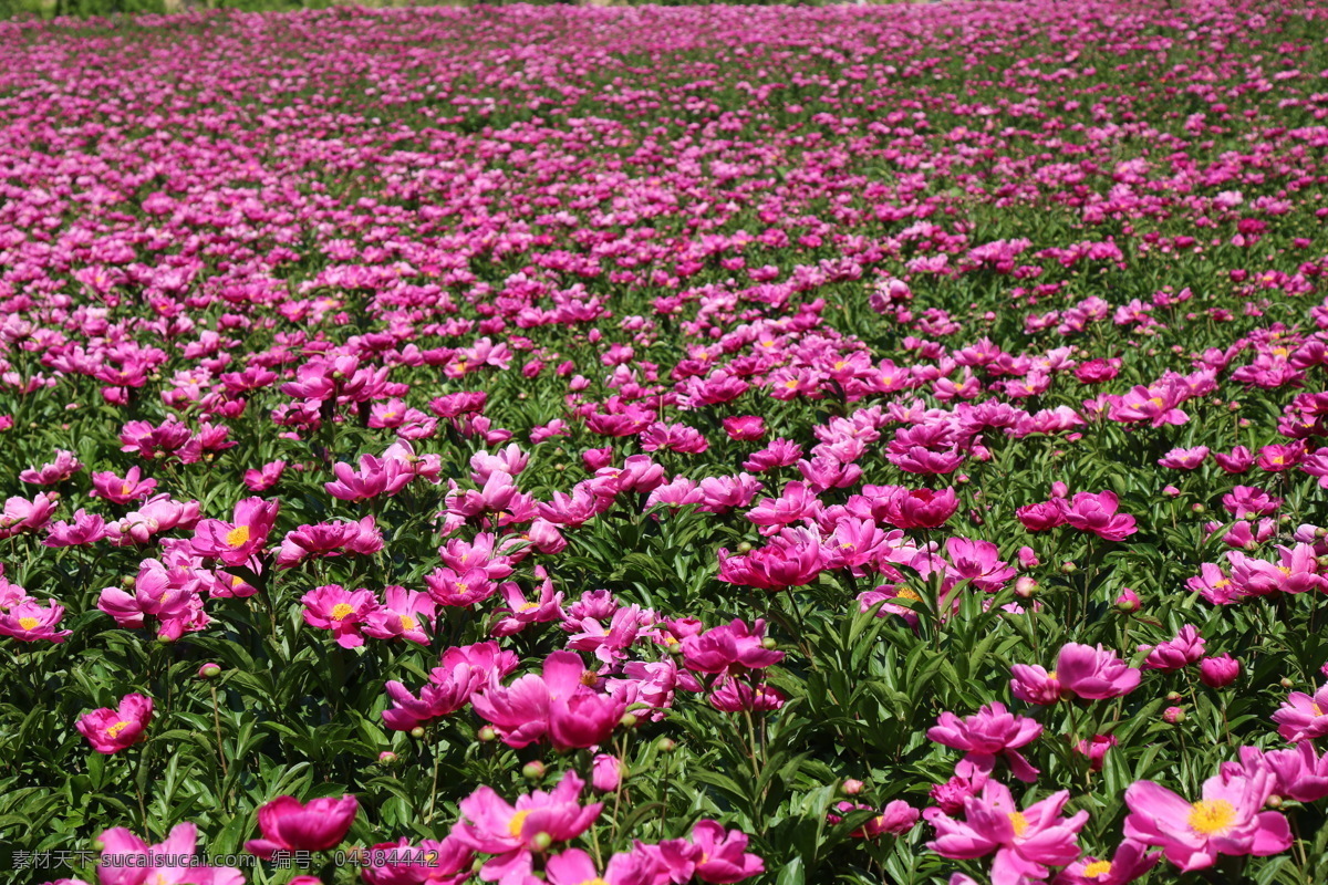 一片芍药花 延安 黄龙 农村 村民 芍药花 生物世界 花草