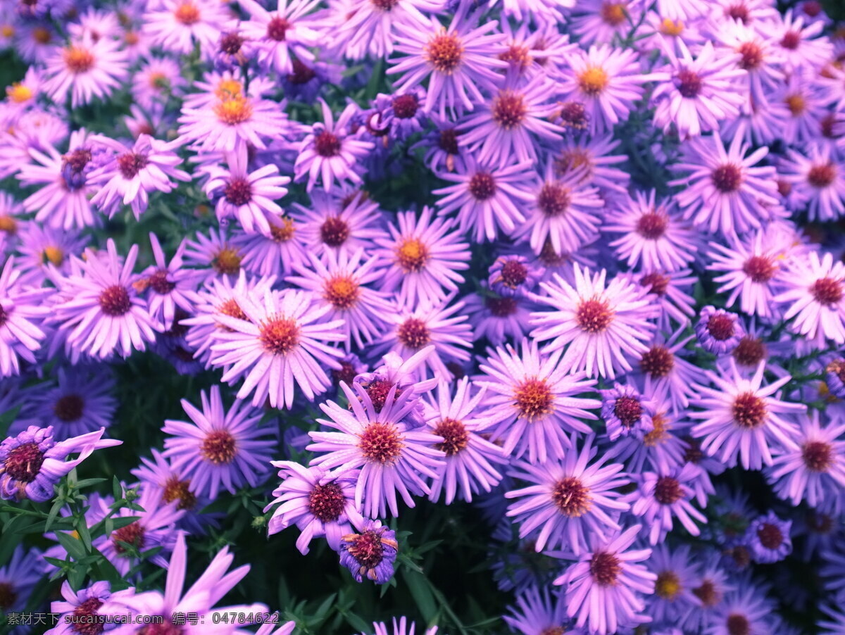 唯美 紫色 小雏 菊 清新 小清新 花朵 紫色花朵