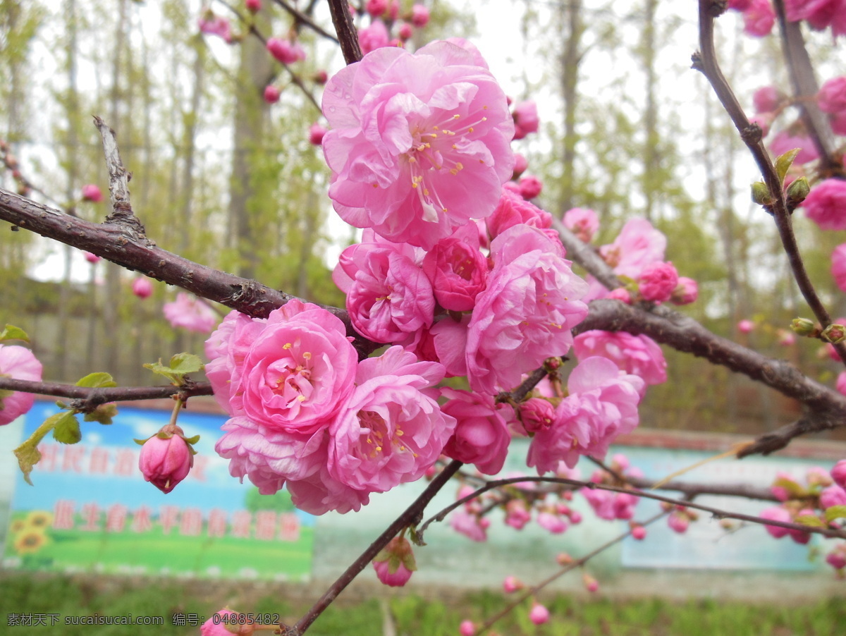 梅花 春天 粉色花 花草 花朵 花卉 绿叶 树枝 生物世界 psd源文件