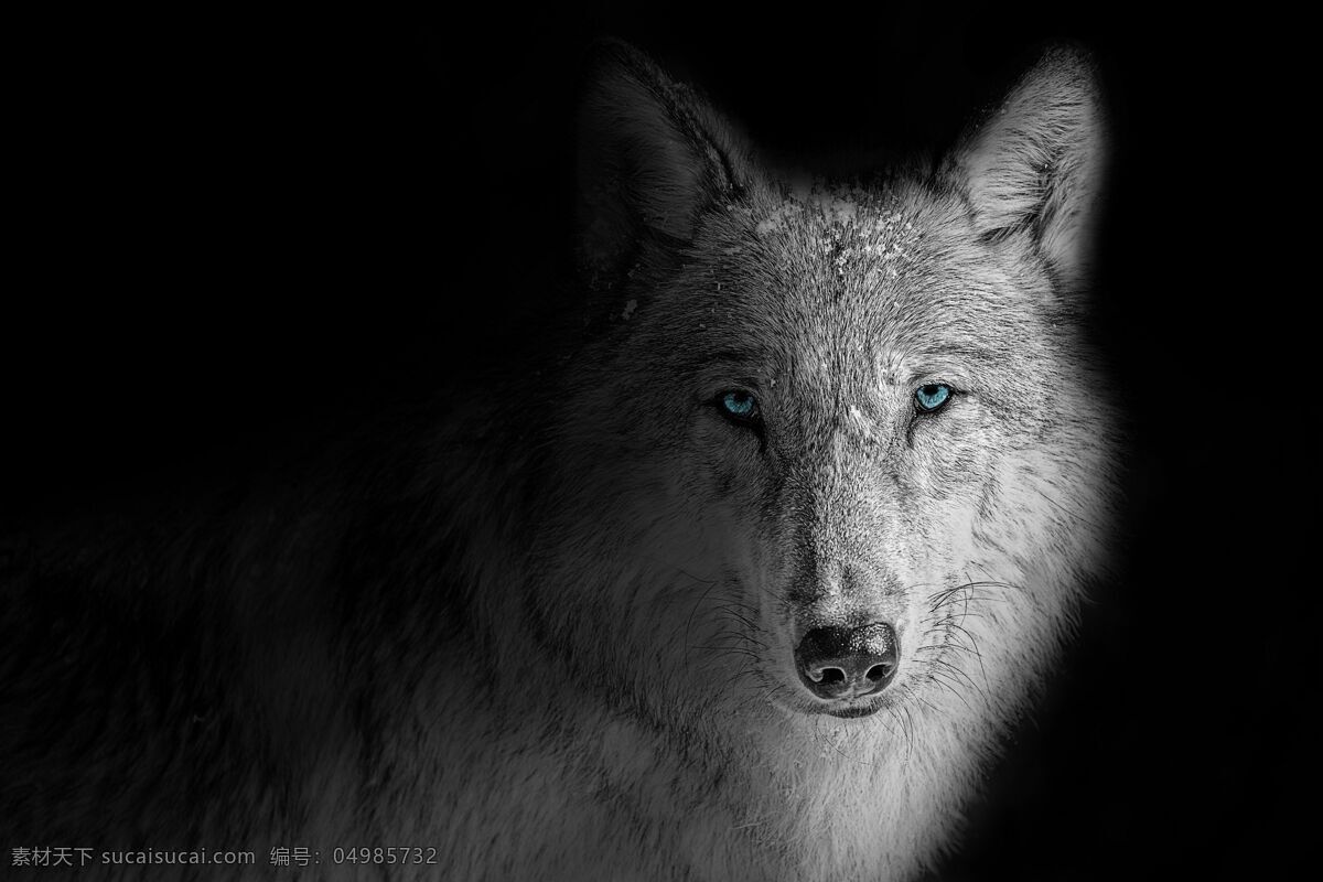 狼图片 狼 野狼 灰狼 豺狼 群狼 自然生物 野生动物 动物