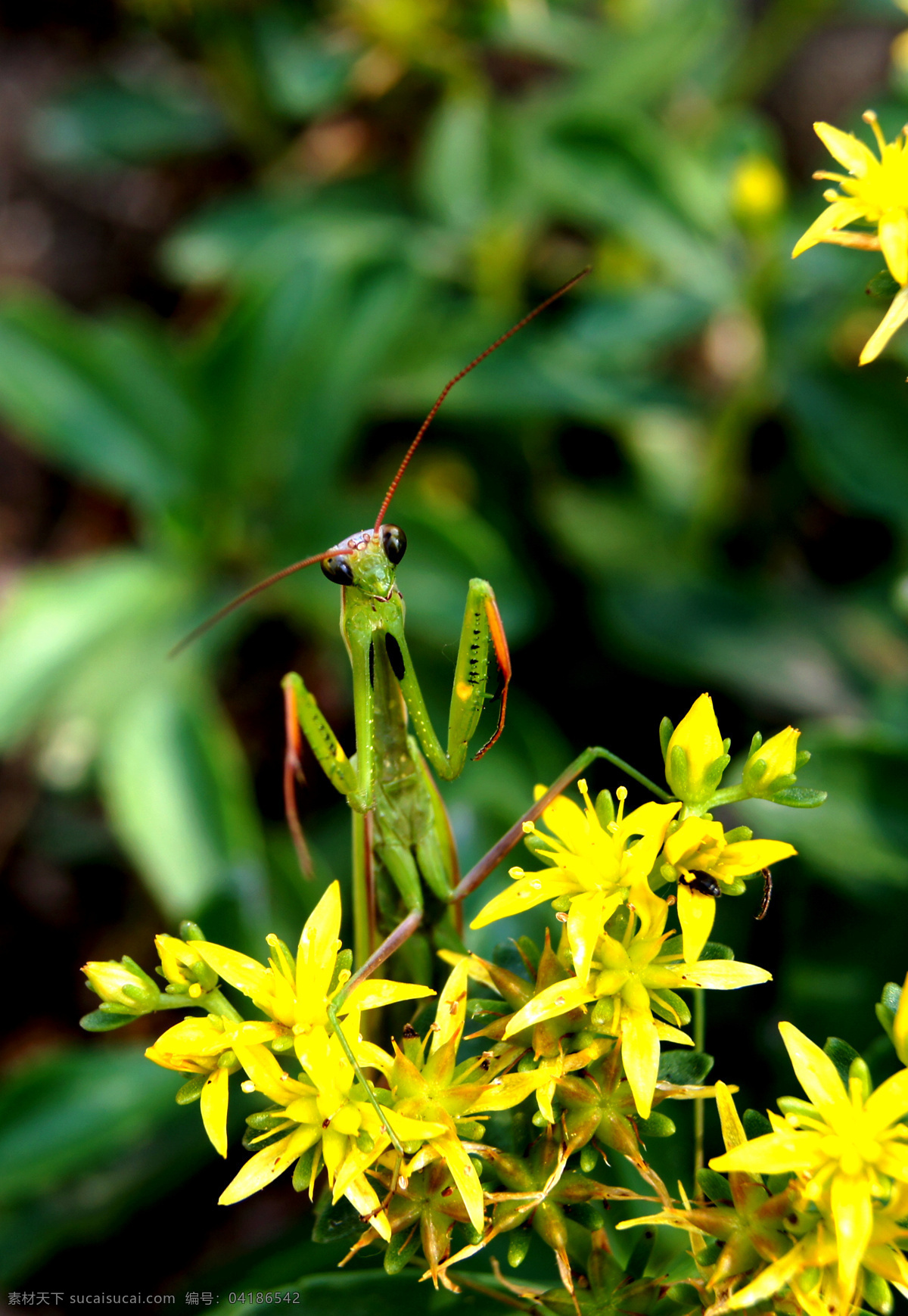 螳螂 黄色花朵 昆虫 生物世界 螳螂特写 绿叶间 花朵上 触须