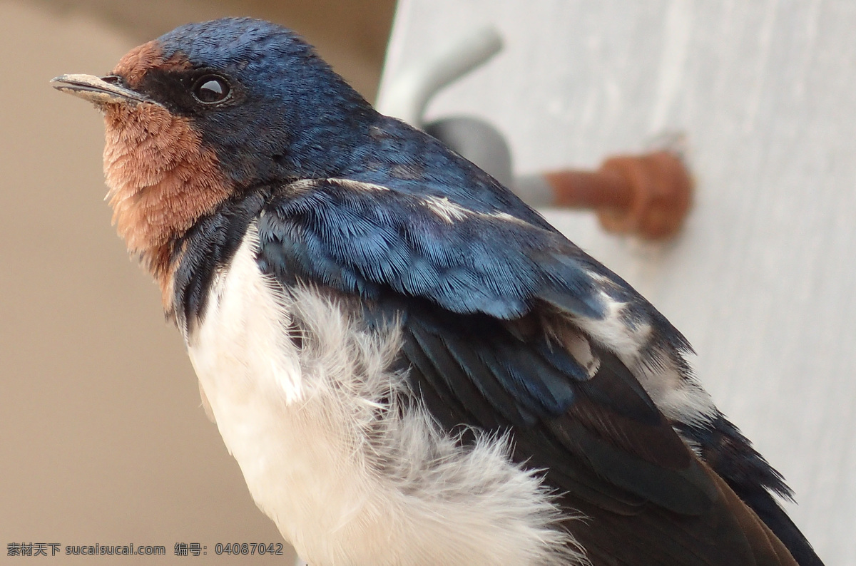 燕子半身特写 小动物 鸟类 燕子 家燕 眼睛 羽毛 生物世界