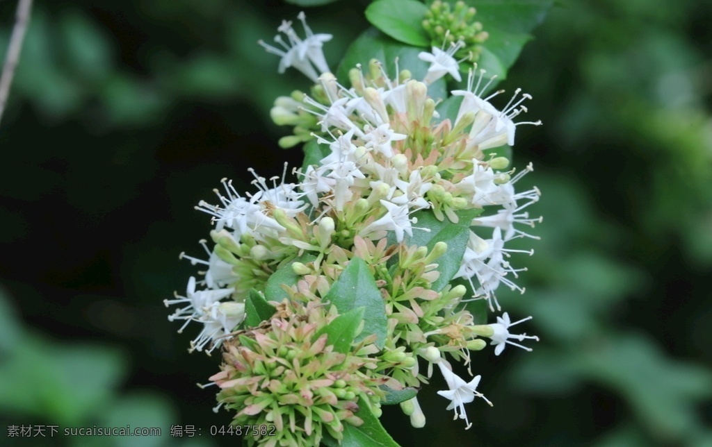 糯米条 茶树条 花卉 花朵 花瓣 花蕊 白色花 观赏花卉 植物 园林花卉 绿化景观 花卉大观园 生物世界 花草