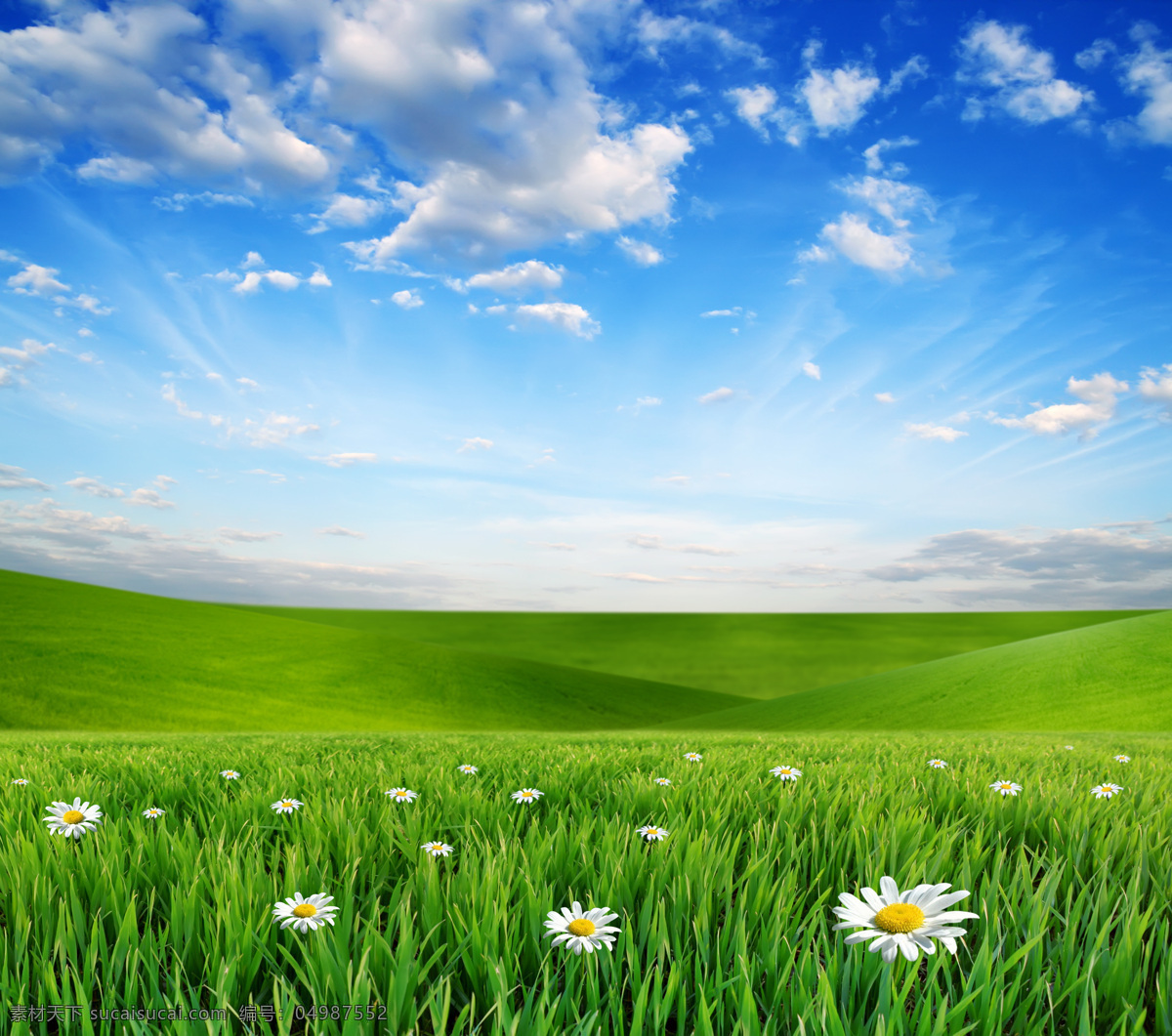 蓝天 白云 下 草原 美丽风景 景色 美景 蓝天白云 鲜花 野花 草地 平原 青草 绿地 风景图片
