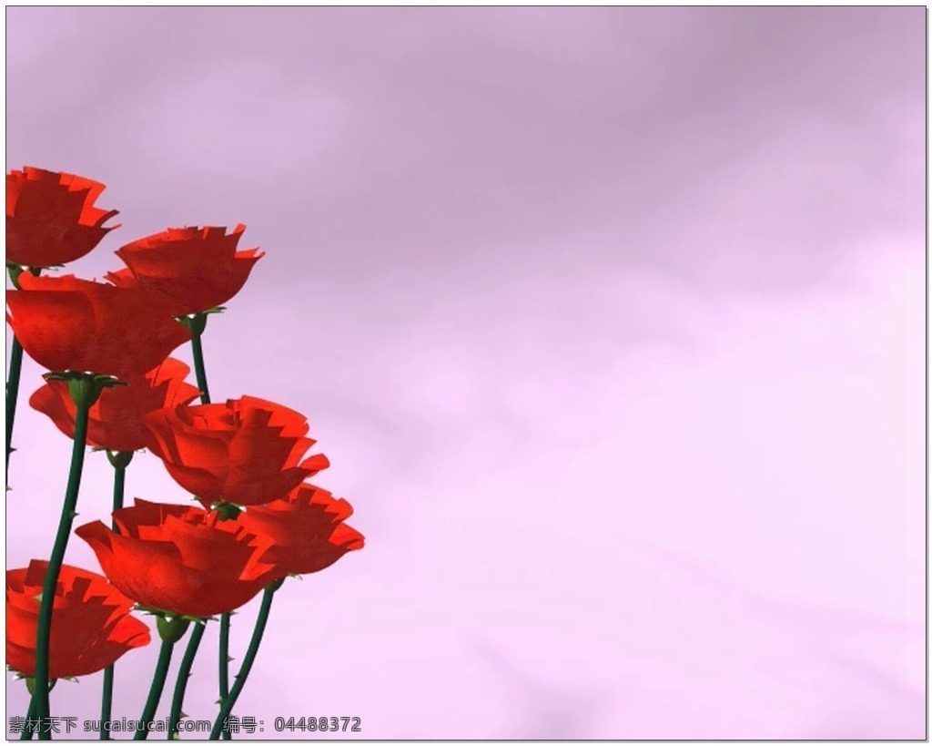红色 花朵 婚礼 片头 视频 背景 玫瑰 粉色 浪漫 视频素材 动态视频素材
