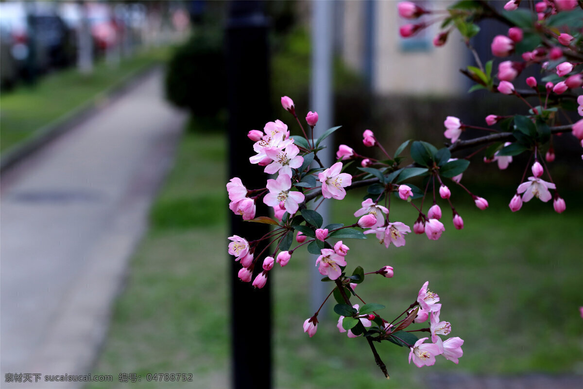 唯美 海棠花 高清 花卉 花朵 花草 花 植物