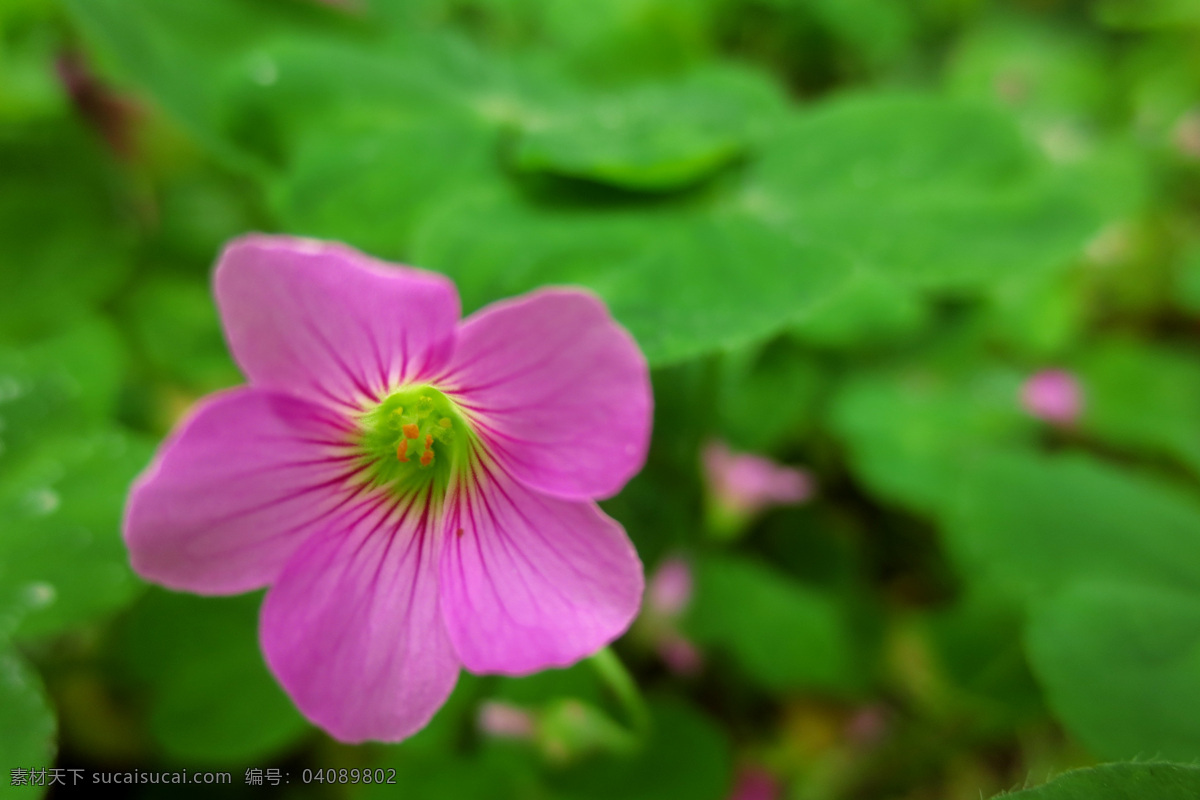 红花酢浆草 粉红色 草本植物 绿色背景 微距 花 花卉摄影 生物世界 花草