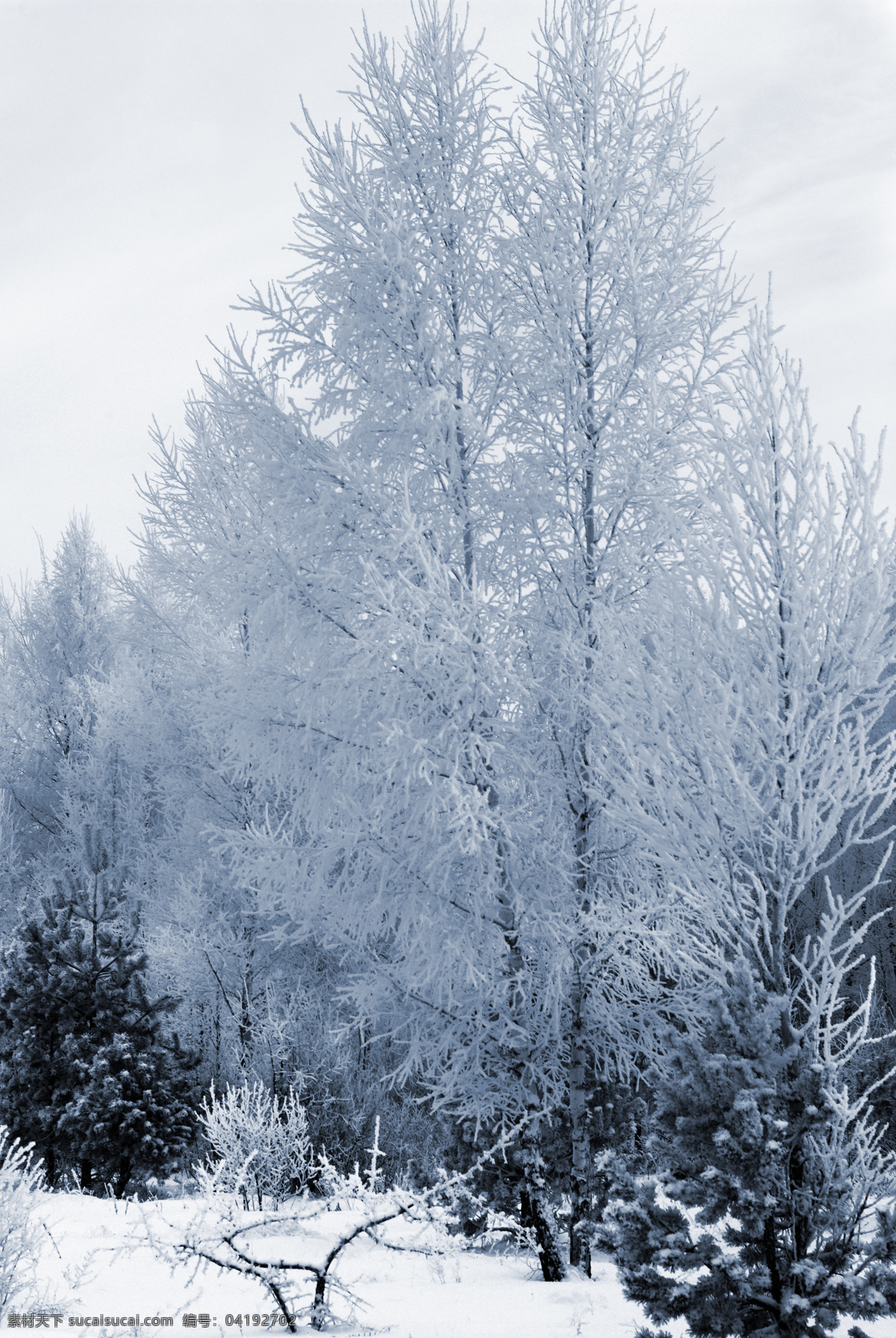 冬季树木 冬季 冬天 雪景 美丽风景 景色 美景 积雪 雪花 雪地 森林 树木 自然风景 自然景观 白色