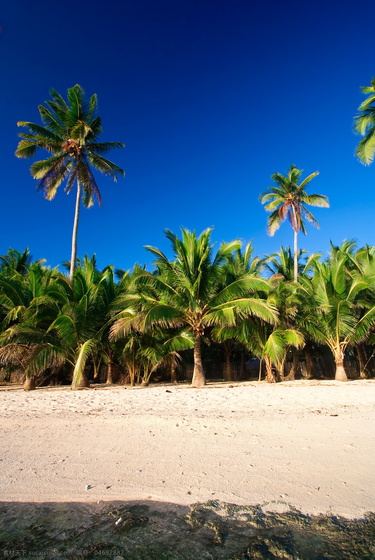 菲律宾 锡 亚 高岛 度假旅游 度假 旅游 冲浪圣地 海水 蓝色 清澈 蓝天白云 椰树 棕榈树 沙滩 海边 自然风景 旅游摄影