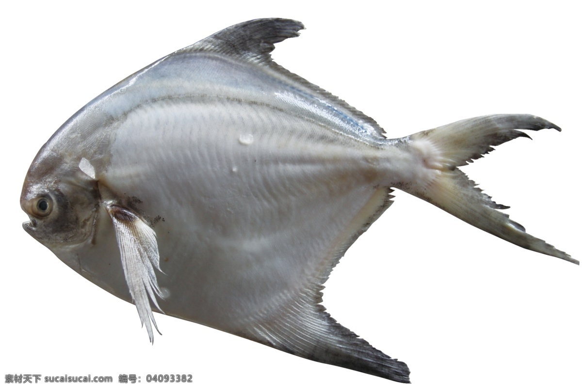 青岛海鲜鲳鱼 分层 源文件