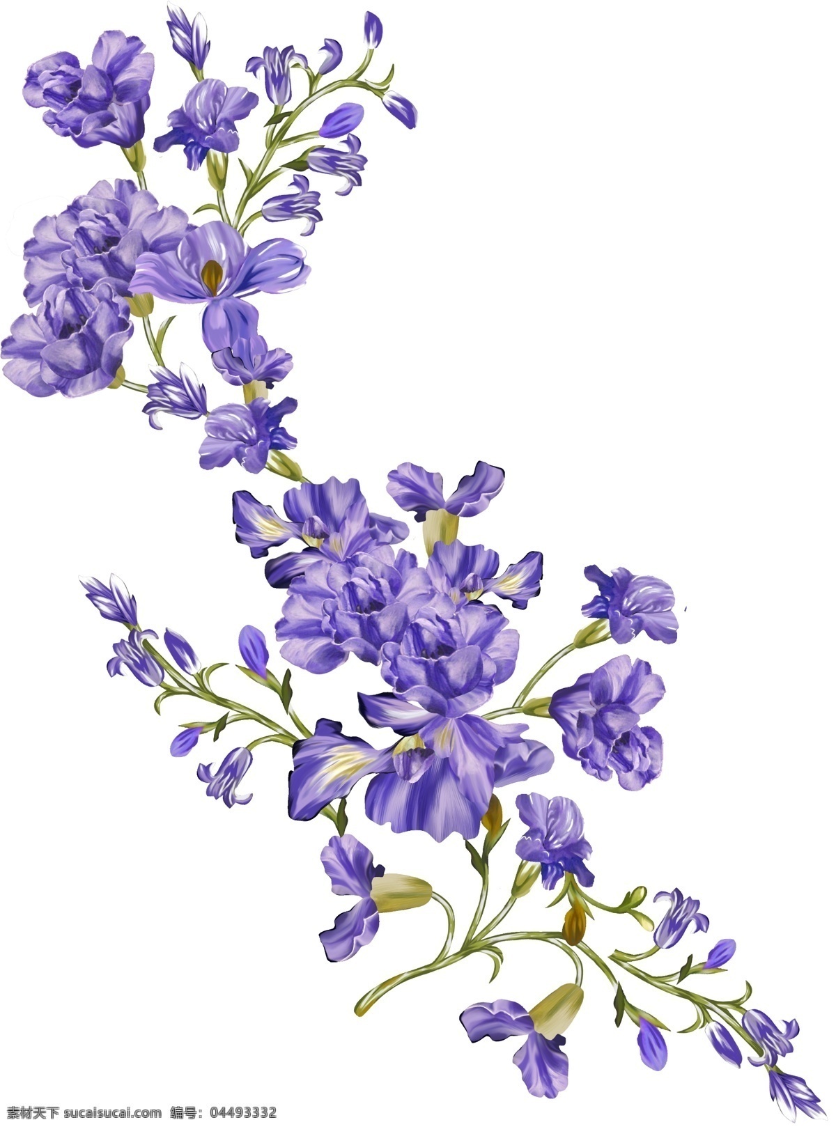 手绘紫色花朵 手绘花朵 紫色花朵 紫色小花 紫色花卉 手绘花卉