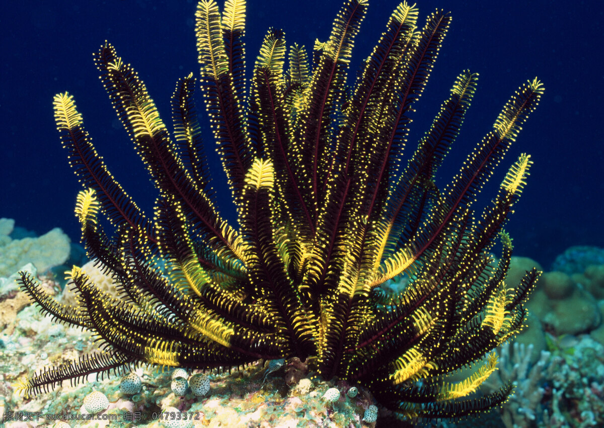 热带鱼 珊瑚虫 珊瑚 海洋世界 海底 海底生物 海洋 海洋生物 生物世界