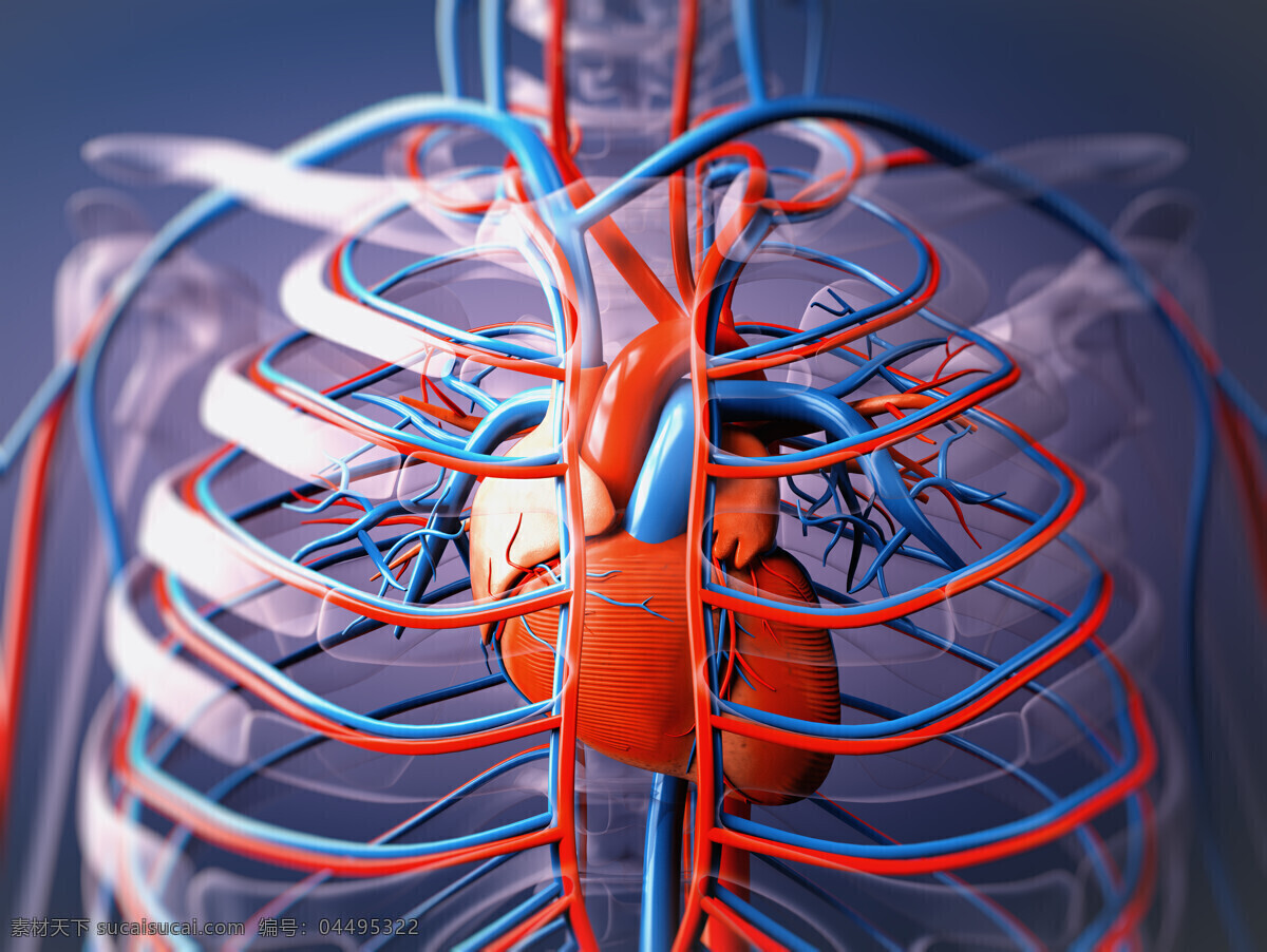 心脏 血管 器官 内脏器官 心脏器官 筋络器官 男性器官 人体器官 人体器官图 人物图片