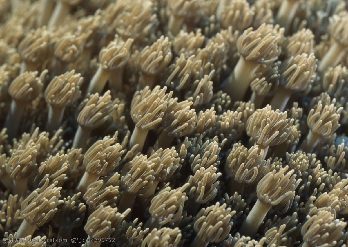 海洋生物 海底世界 海洋 礁石 生物世界 鱼 鱼类 珊蝴礁石 珊蝴 海底景色