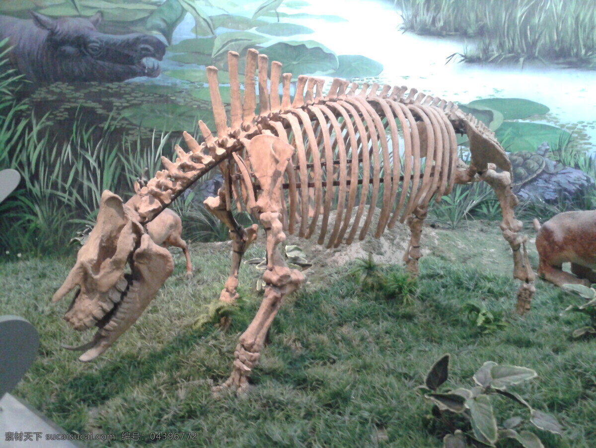 恐龙化石拍摄 恐龙 史前 化石 骨骼 野兽 侏罗纪 生物世界 其他生物