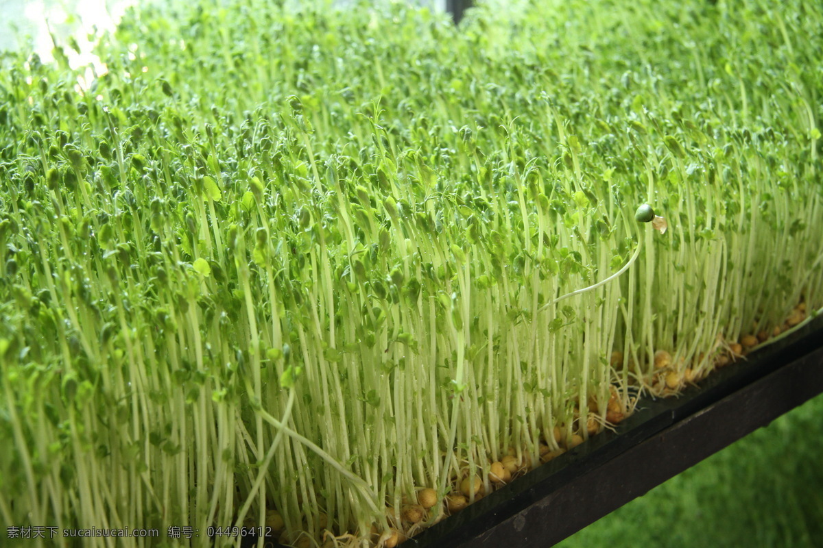 豌豆苗 豆芽 豌豆芽 小豆芽 豆芽培育室 农业生产 现代科技