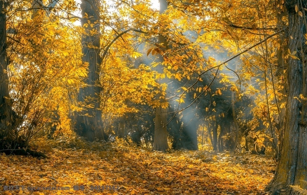 秋风落叶 秋天 阳光 黄叶 落叶 森林 背景 壁纸 自然景观 自然风景