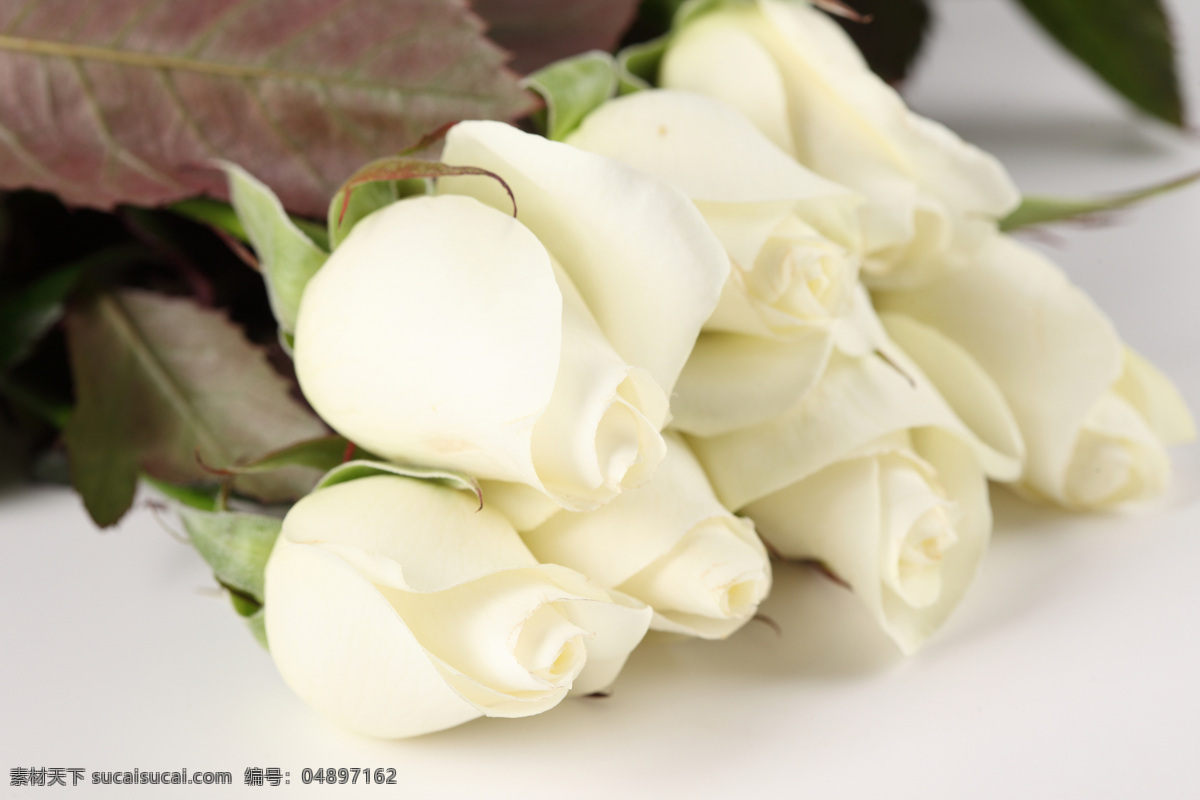 白 玫瑰 美丽鲜花 花朵 花卉 玫瑰花 白玫瑰 情人节 温馨 浪漫 花草树木 生物世界