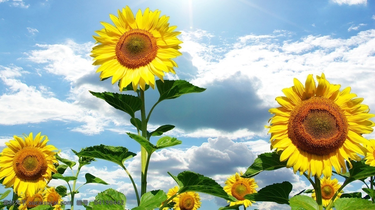向日葵花 向日葵 葵花 阳光 黄色 植物 植物摄影图 生物世界 花草 白色