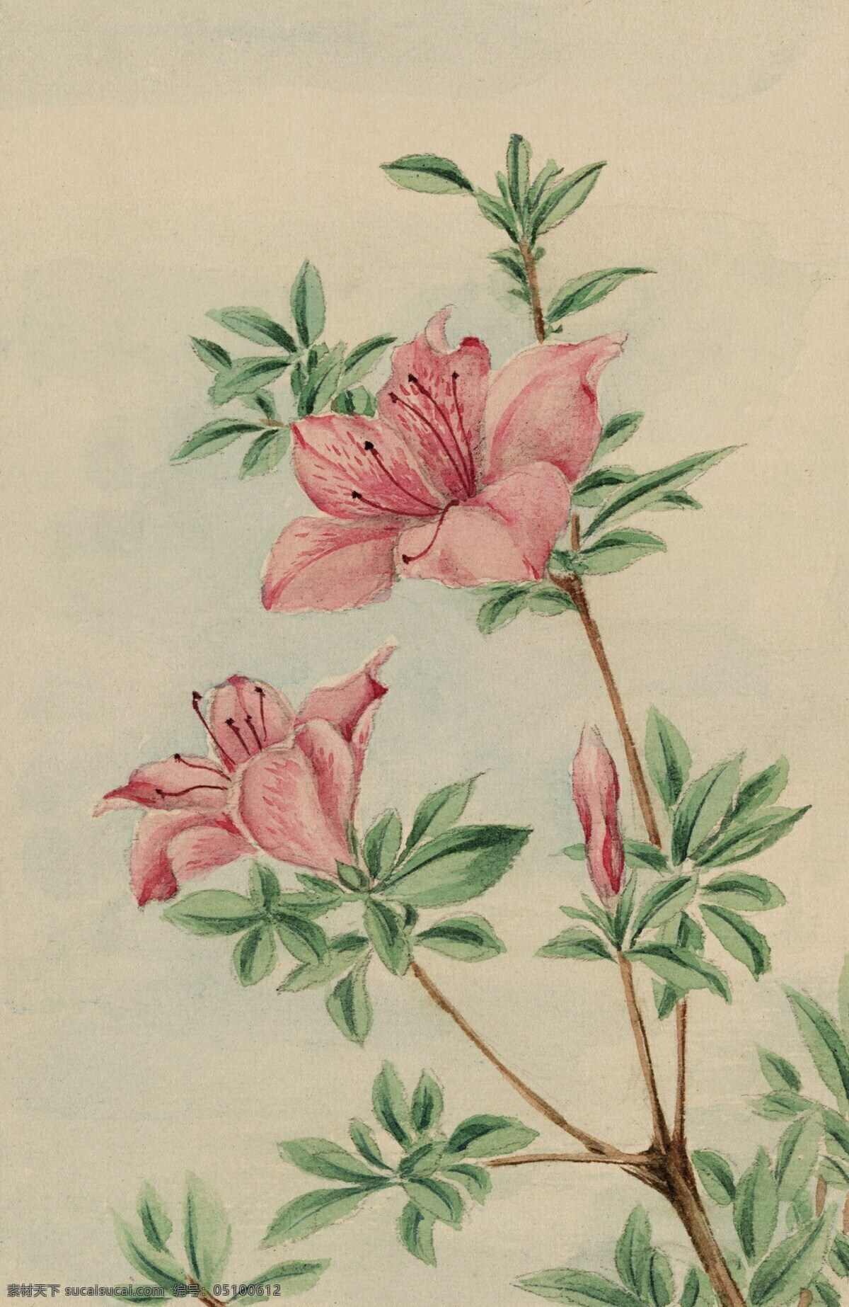 手绘水彩花 水彩画 装饰画 花卉 植物 水彩花 油画 国画 文化艺术 绘画书法