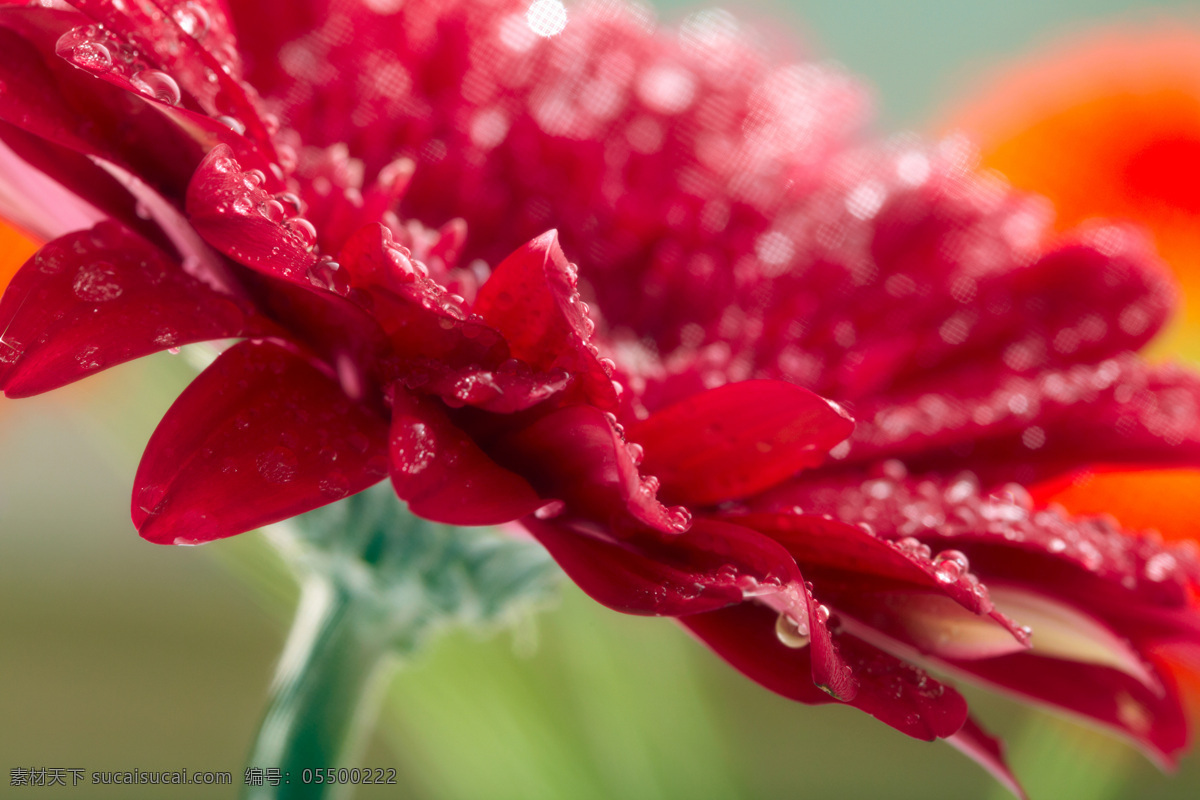 美丽 鲜花 花卉 花朵 美丽鲜花 鲜花背景 梦幻背景 露珠 露水 花草树木 生物世界