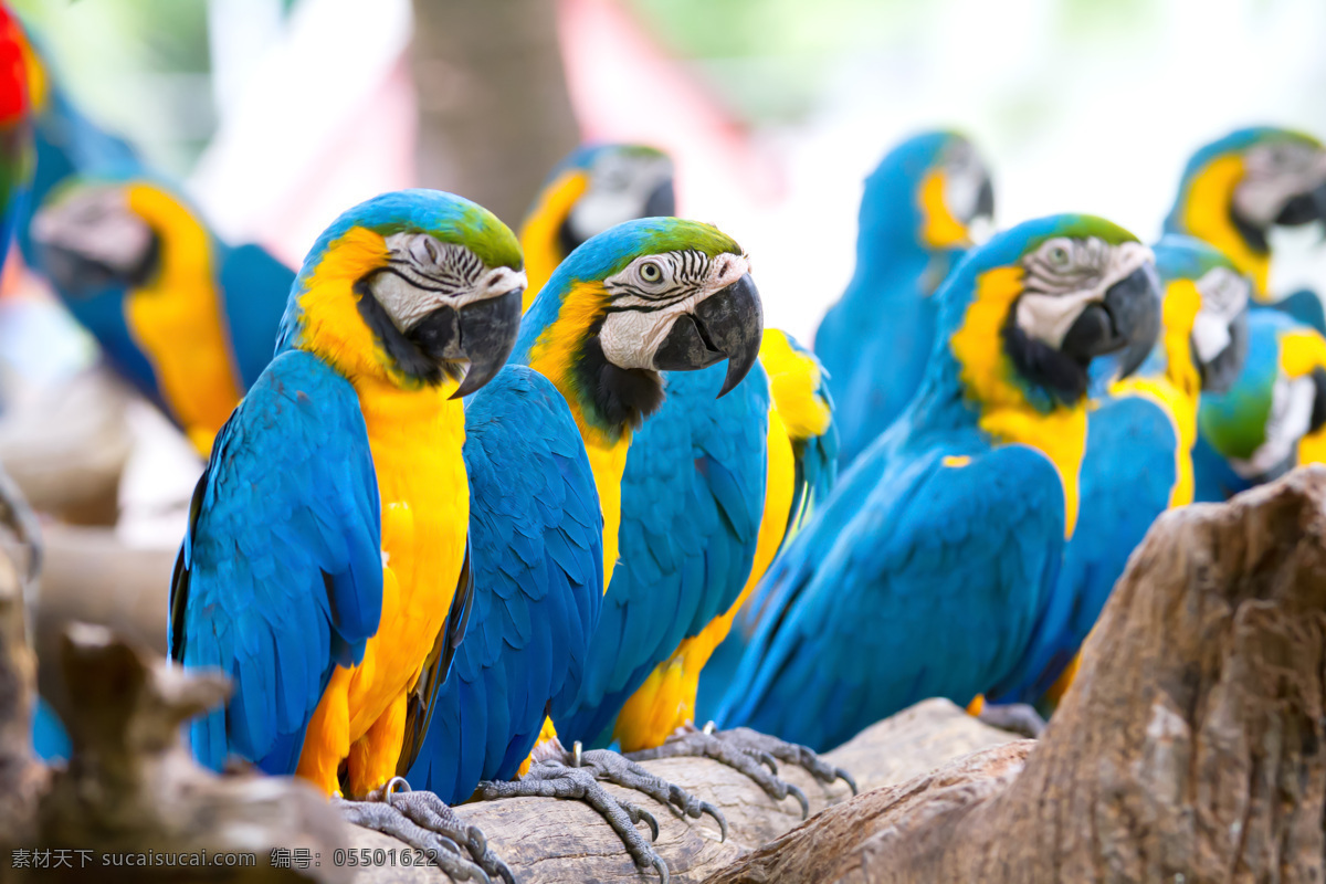 一群 可爱 蓝色 鹦鹉 鹦鹉摄影 漂亮的鹦鹉 蓝色鹦鹉 动物 野生动物 动物世界 动物园 空中飞鸟 生物世界 白色