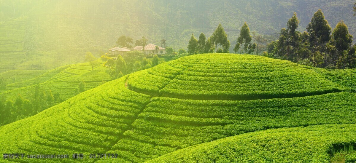茶园图片 茶园 采茶 茶山 生态茶园 有机茶园 新茶 绿茶 自然景观 自然风景