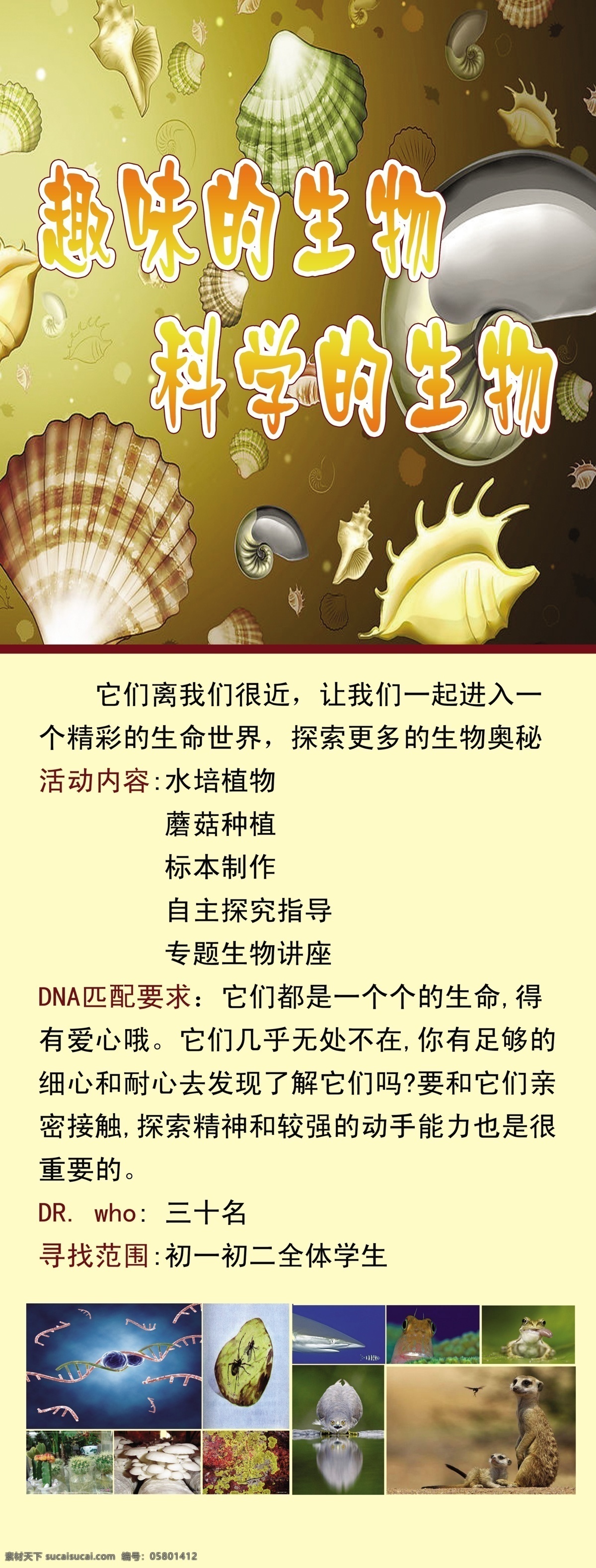 x架 生物 趣味 背景 黄色 贝壳 广告设计模板 源文件