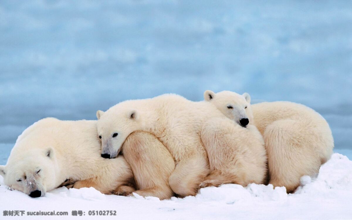 北极熊 海洋生物 大自然 极地生物 深海动物 水 浪 大海 海洋 雪地 陆地 蓝色 鲨鱼 海龟 水母 企鹅 海豚 走路 跳跃 下潜 旋转 翻滚 游动 高清图片 高清素材 自然生物 动物世界 生物世界 野生动物