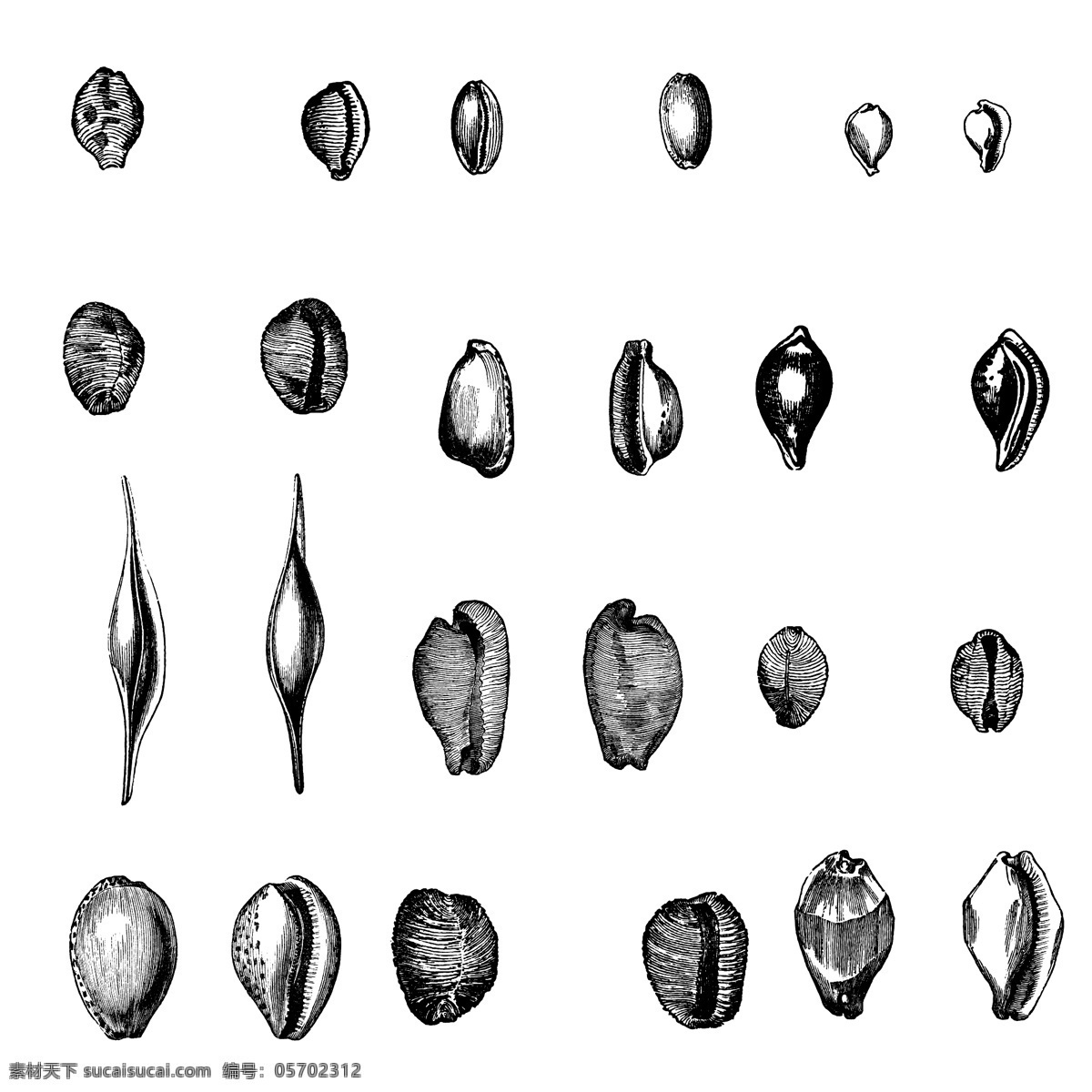 鱼类 贝 甲壳 类 欧美 古典 线条 矢量 动物 库 欧洲古典素材 矢量素材 素描素材 线条素材 非 主流 矢量图 其他矢量图