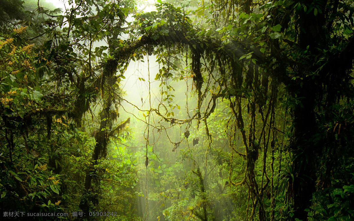 森林免费下载 森林 树 树叶 藤 背景图片