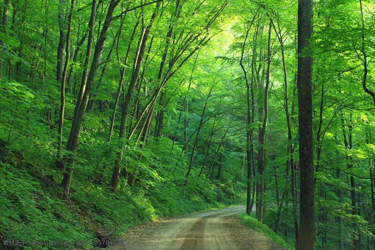 翠林 树林 风景 抓拍 翠绿 小道 枝干 树叶 繁多 绿树成荫 倒影 光线 背景 壁纸 林荫路 旅游摄影 国内旅游