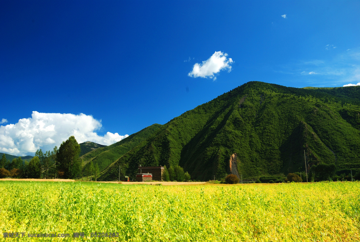 麦田 青稞 麦苗 秋收 金秋 树木 麦海 新都桥风光 远山 蓝天白云 自然风景 自然景观