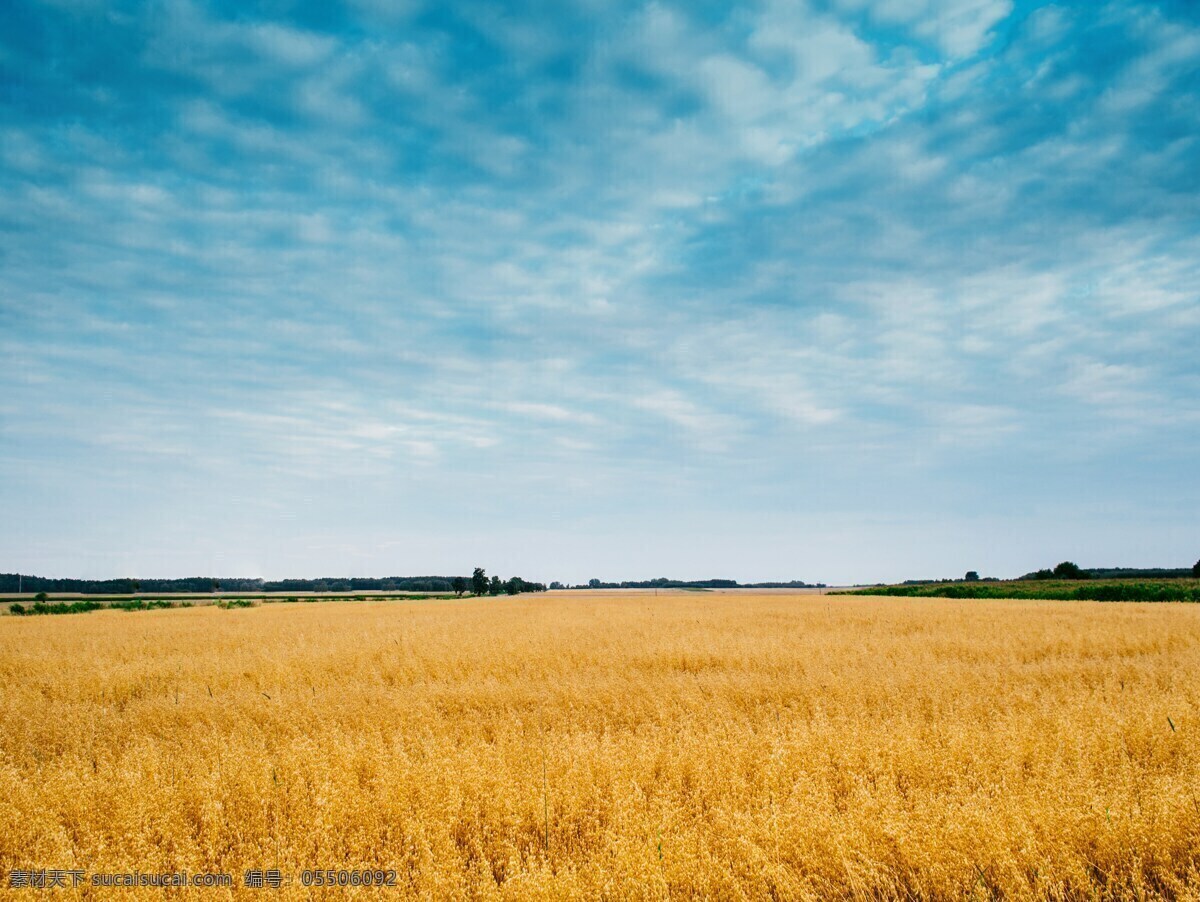 金黄麦田 麦田 秋收季节 收成 小麦 麦地 小麦成熟 摄影图片 现代科技 农业生产
