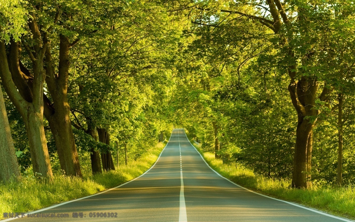 林荫大道 大树 树木 树叶 自然景观 自然 大自然 公路 树林风景 树木树叶 生物世界