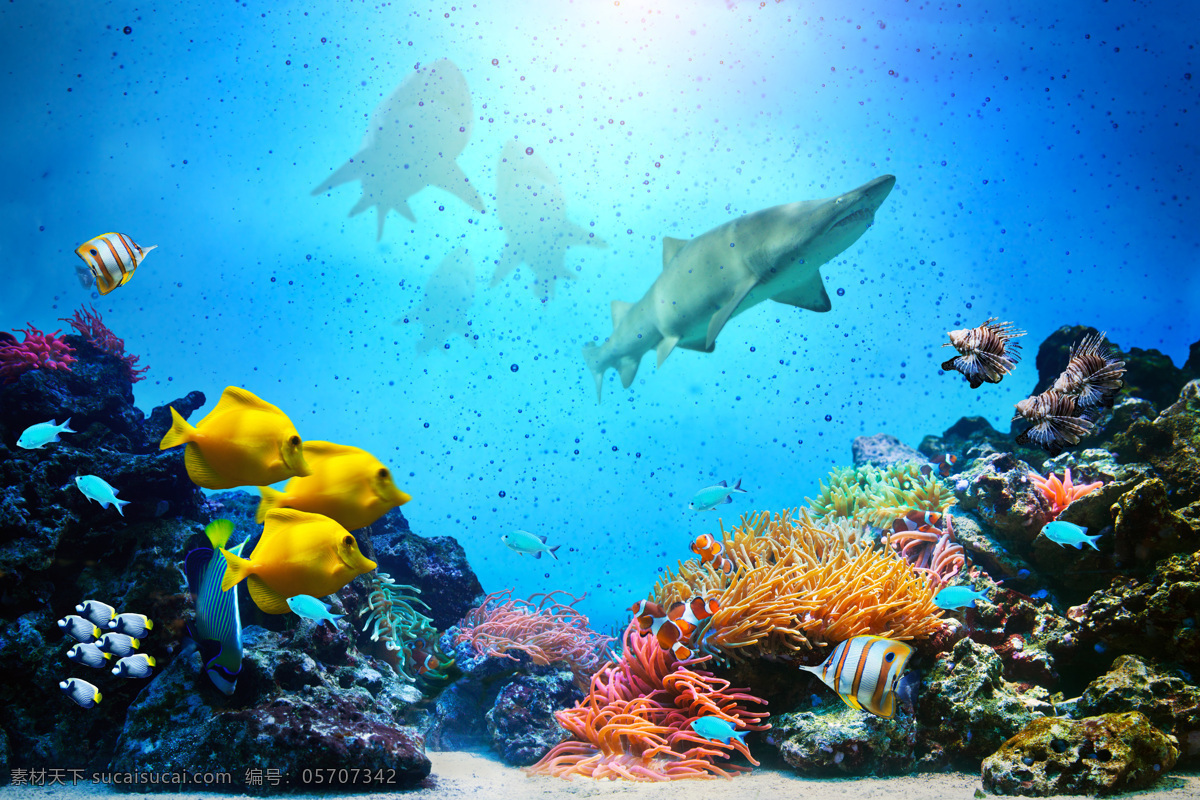 丰富 海洋世界 各种鱼 海洋植物 海底世界 海洋风景 蓝色深海 鲨鱼 水中生物 生物世界