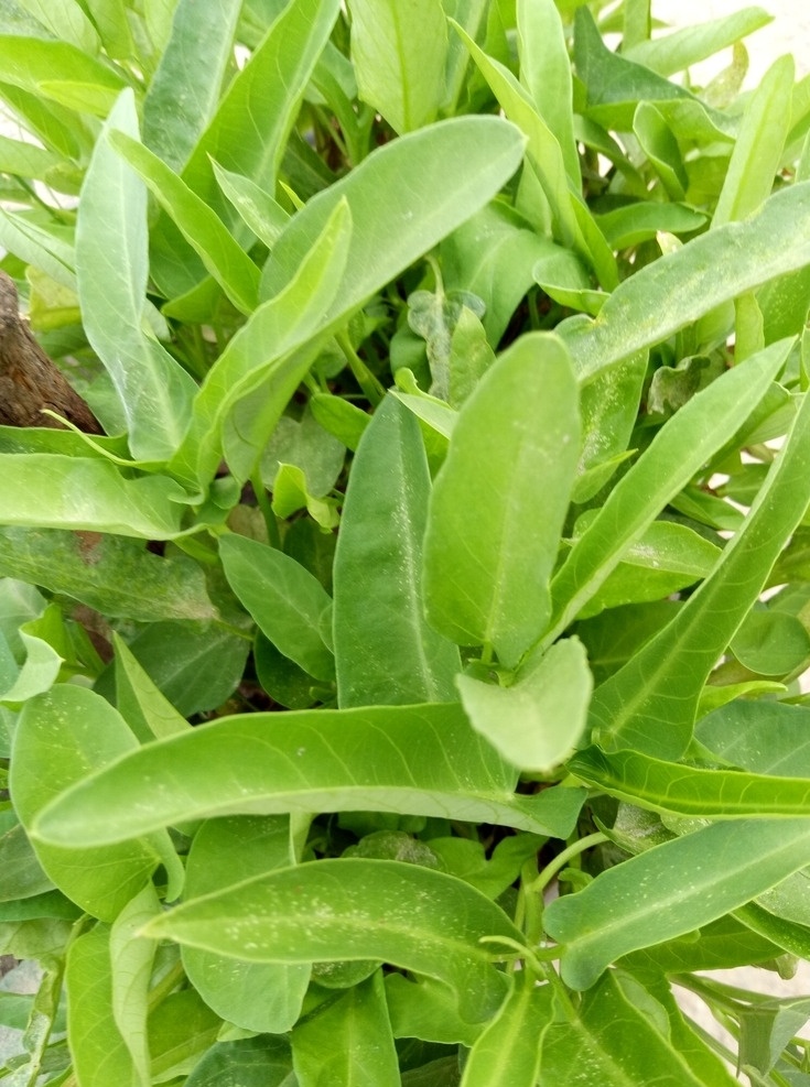 空心菜摄影 空心菜 青菜 蔬菜 蔬菜摄影 清新空心菜 新鲜空心菜 空心菜种植 生物世界