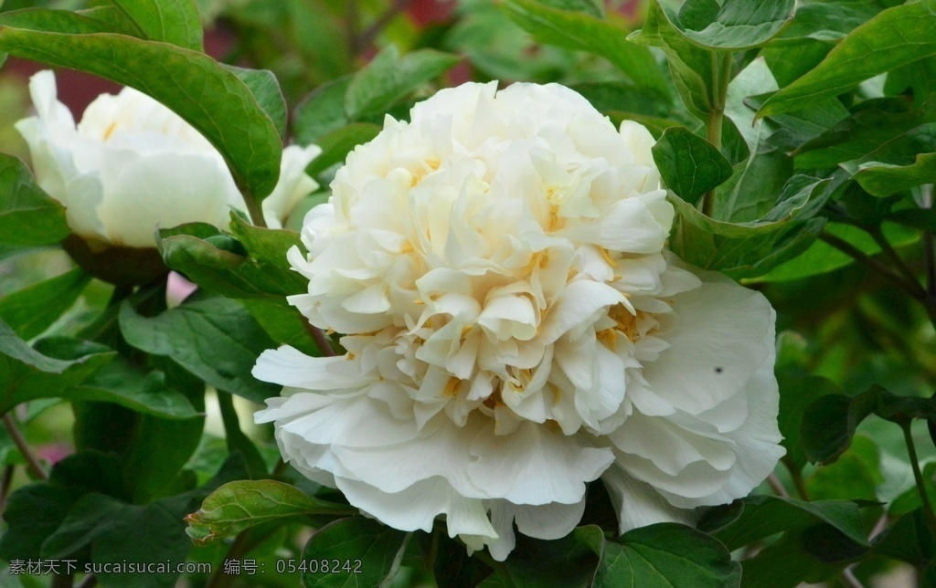 牡丹花 牡丹 观赏花卉 鼠姑 木芍药 百雨金 洛阳花 花朵 花瓣 花蕊 花卉 花儿 花草 植物 园林绿化 绿化景观 芍药牡丹 生物世界