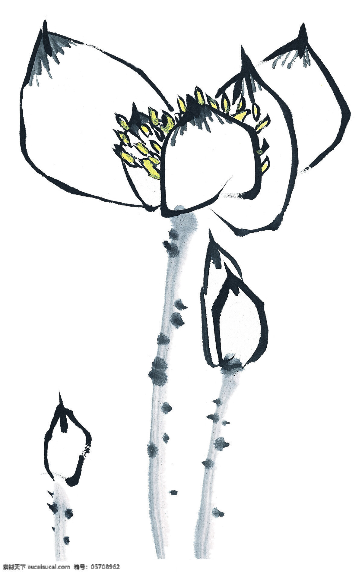 写意 荷花 花骨朵 花蕾 中国画 写意荷花 文化艺术