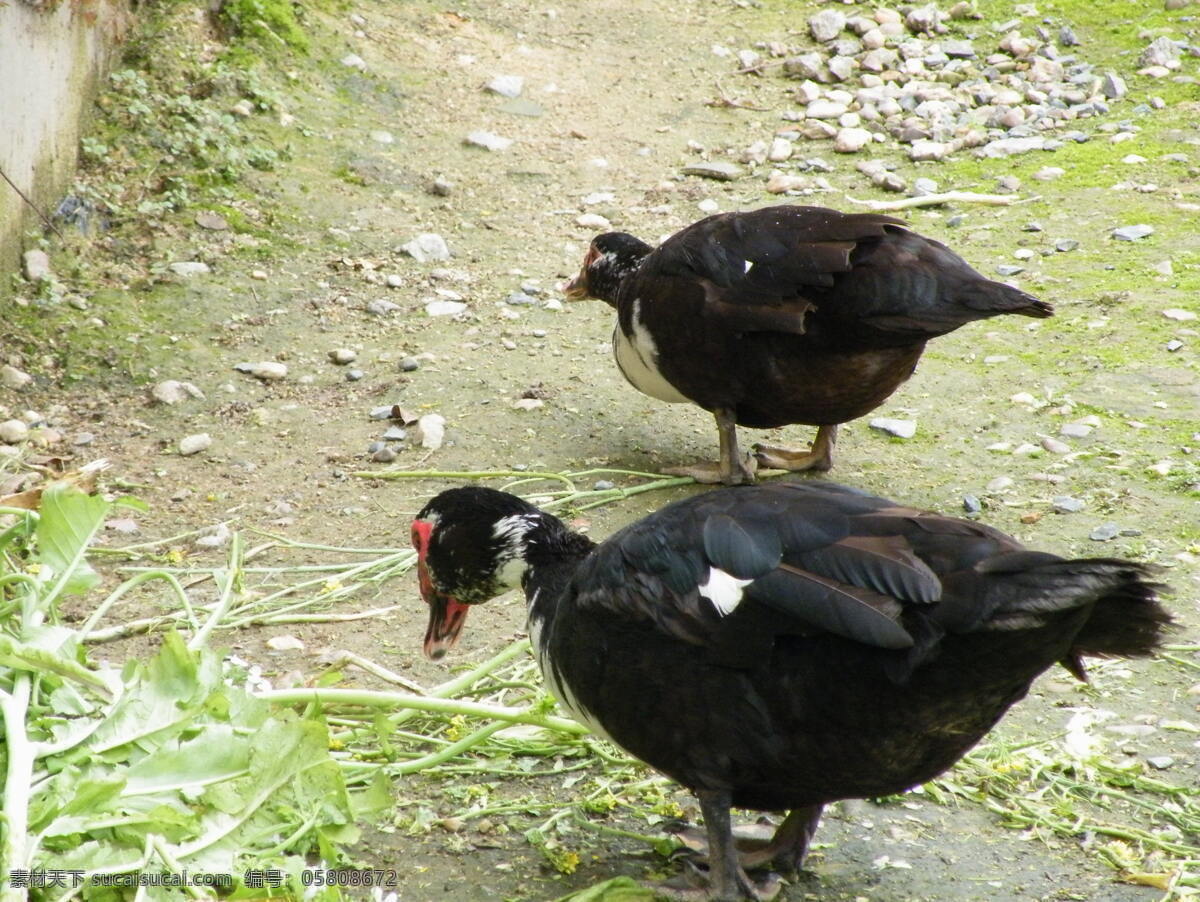 春季 动物 和风 户外 家禽 家禽家畜 惬意 乡间野趣 生物 乡间 乡村 村头 鸭子 洋鸭 觅食 寻食 寻觅 壮实 膘肥体壮 羽毛 毛色 光溜 生物世界 psd源文件