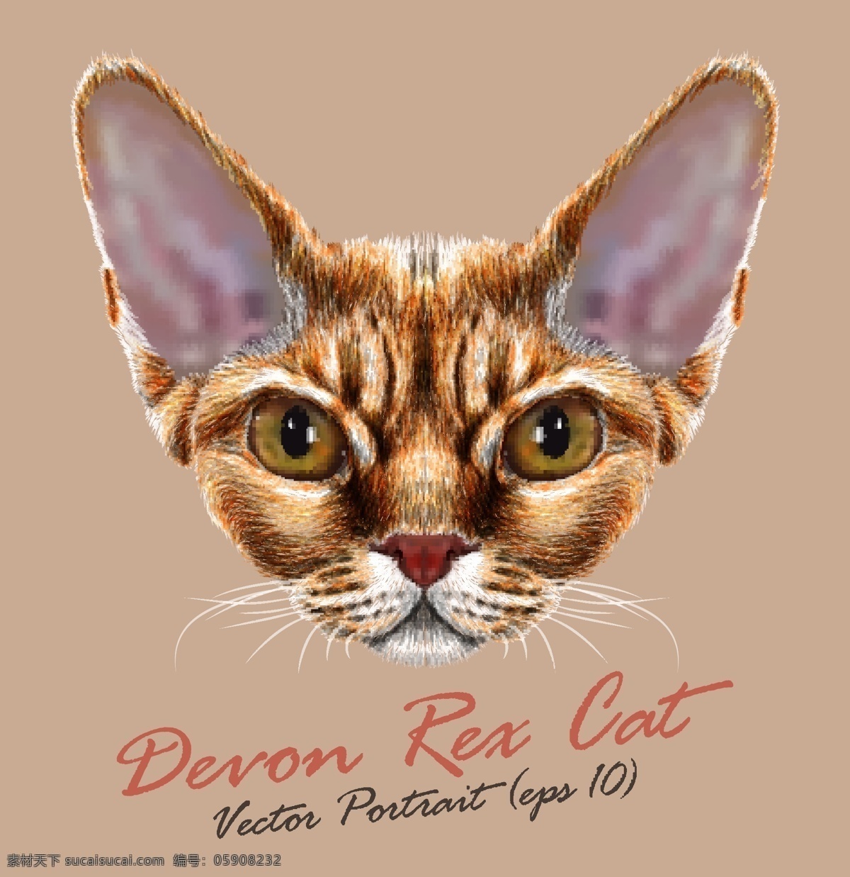 长耳朵 猫咪 宠物 猫 头像 品种 矢量 壁画 名猫 可爱 动物 猫奴 毛绒绒 猫科动物 卡通 水彩 手绘 插画
