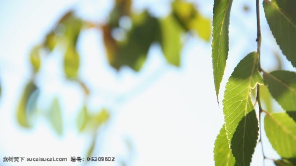 视频背景 实拍视频 视频 视频素材 视频模版 树叶 树枝 树枝视频 树叶视频