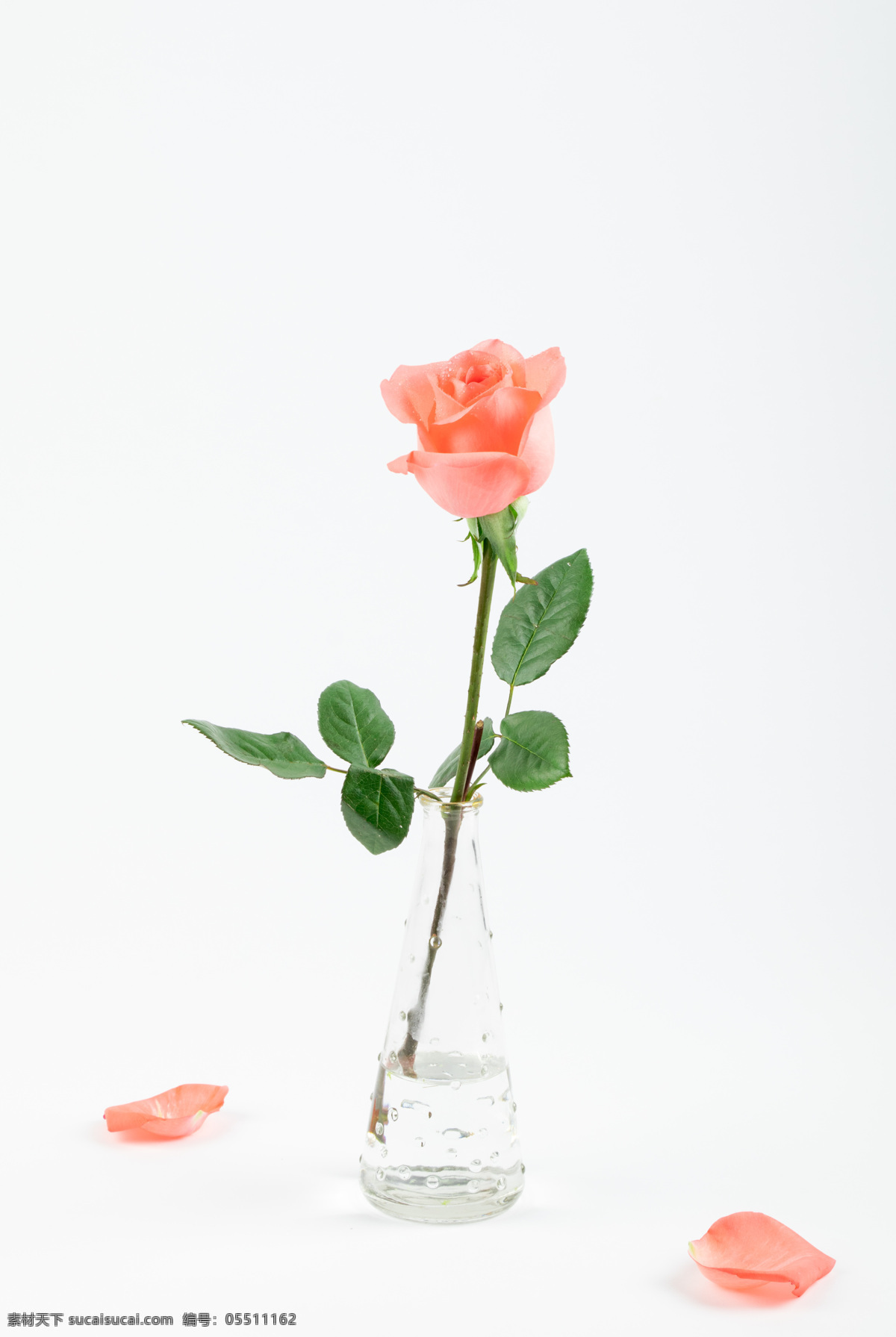 粉色玫瑰 插花 玻璃瓶 花卉 鲜花 花朵 玫瑰 粉玫瑰 嫩芽 典雅 雅致 优雅 简约 植物 园艺 摆件 生物世界 花草