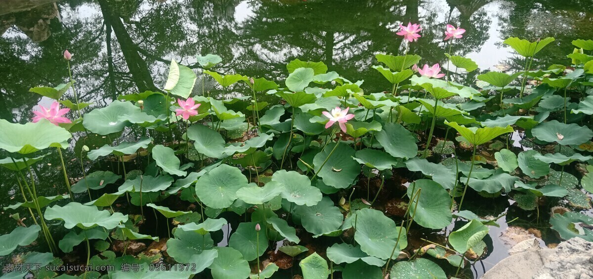 荷花 莲子 莲 绿色 美丽 植物 水生植物 莲藕 生物世界 花草