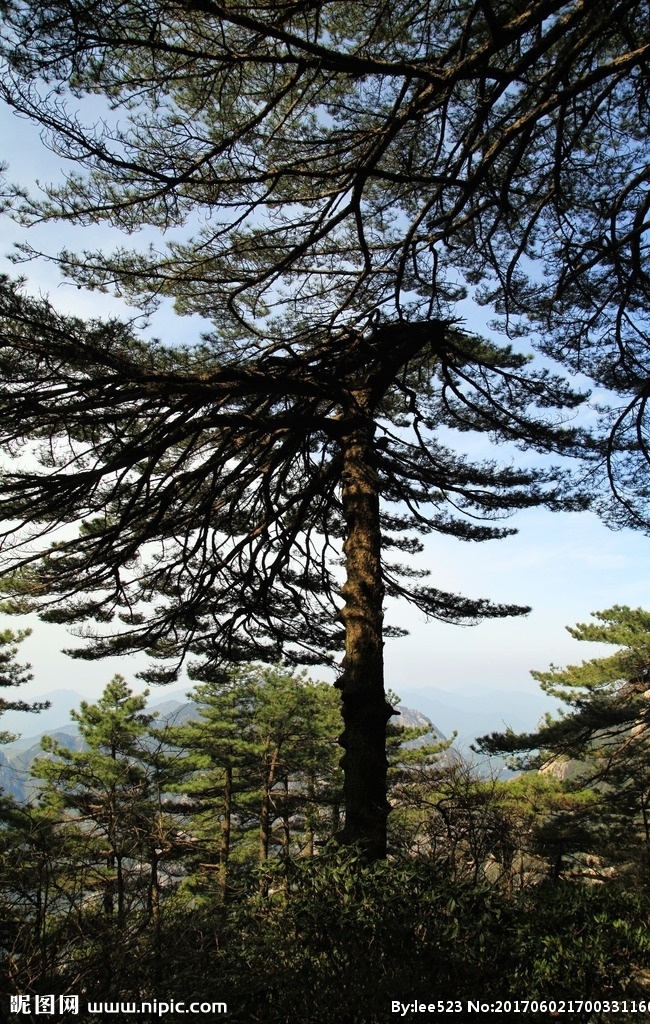 黄山 自然风光 景色 大好河山 奇峰 怪石 晴空万里 蓝天白云 壮阔 大气 松树 旅游 奇石 怪松 安徽黄山 黄山风景 安徽风景 安徽风光 黄山风光 黄山美景 徽州之旅 风景名胜摄影 自然景观 旅游摄影 国内旅游