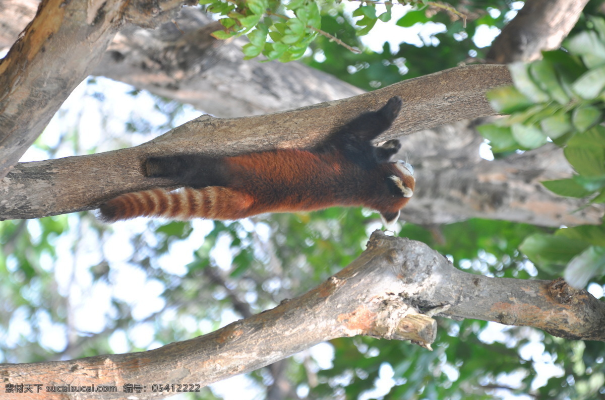 小浣熊 爬树 树 动物园 生物世界 野生动物