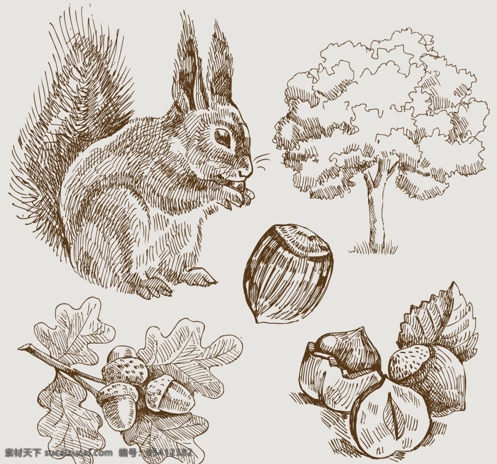 手绘 松鼠 榛子 坚果 树 坚果树 树木 树叶 素描 矢量 素描画 钢笔画 其他设计