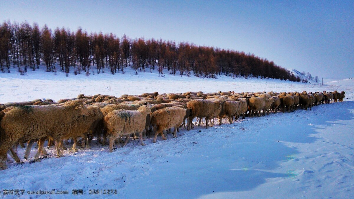 冬季牧场 中国风光 中国风景 自然风光 自然景观 旅游圣地 新疆风光 新疆旅游 新疆大草原 草原牧场 天山牧场 草原 冰雪 羊群 国内旅游 旅游摄影 蓝色